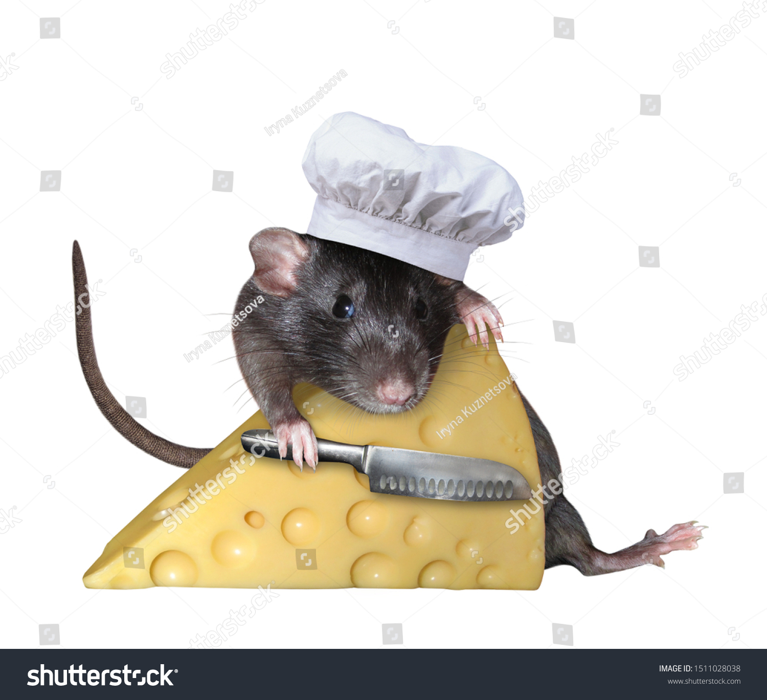 rat with cheese