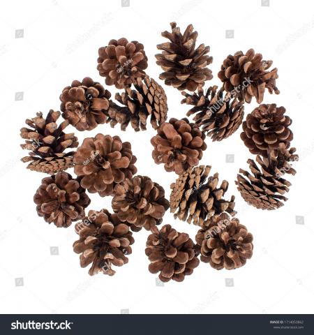 Pine cones