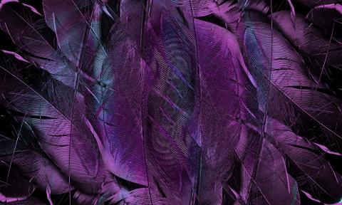 feather