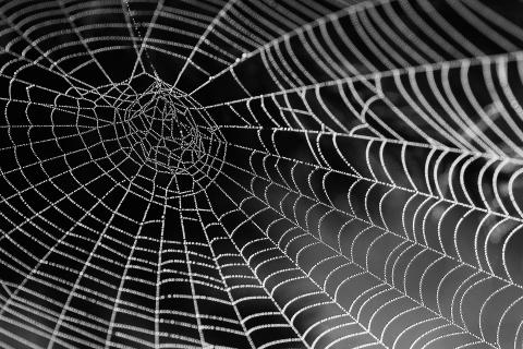 spiderweb