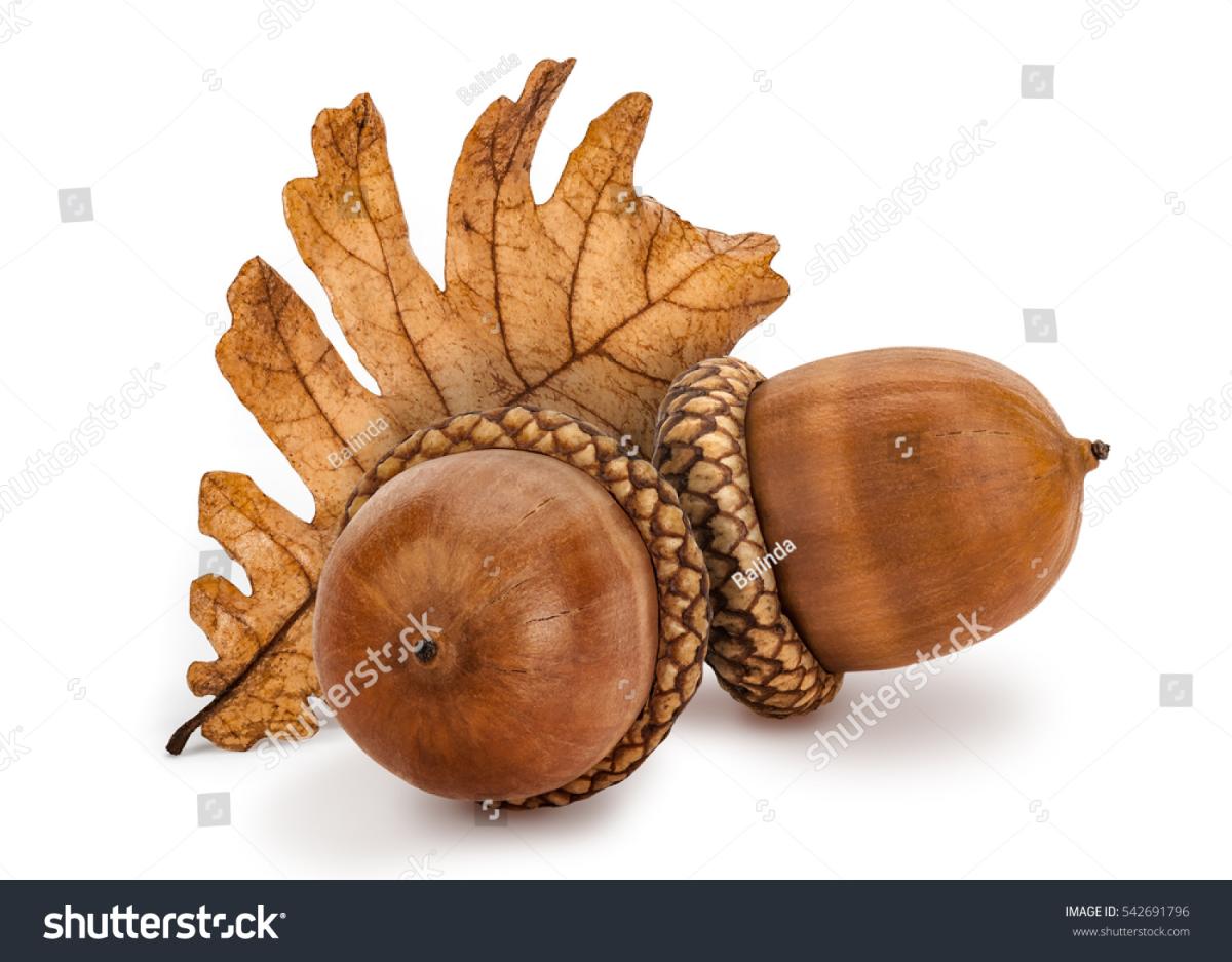 acorns