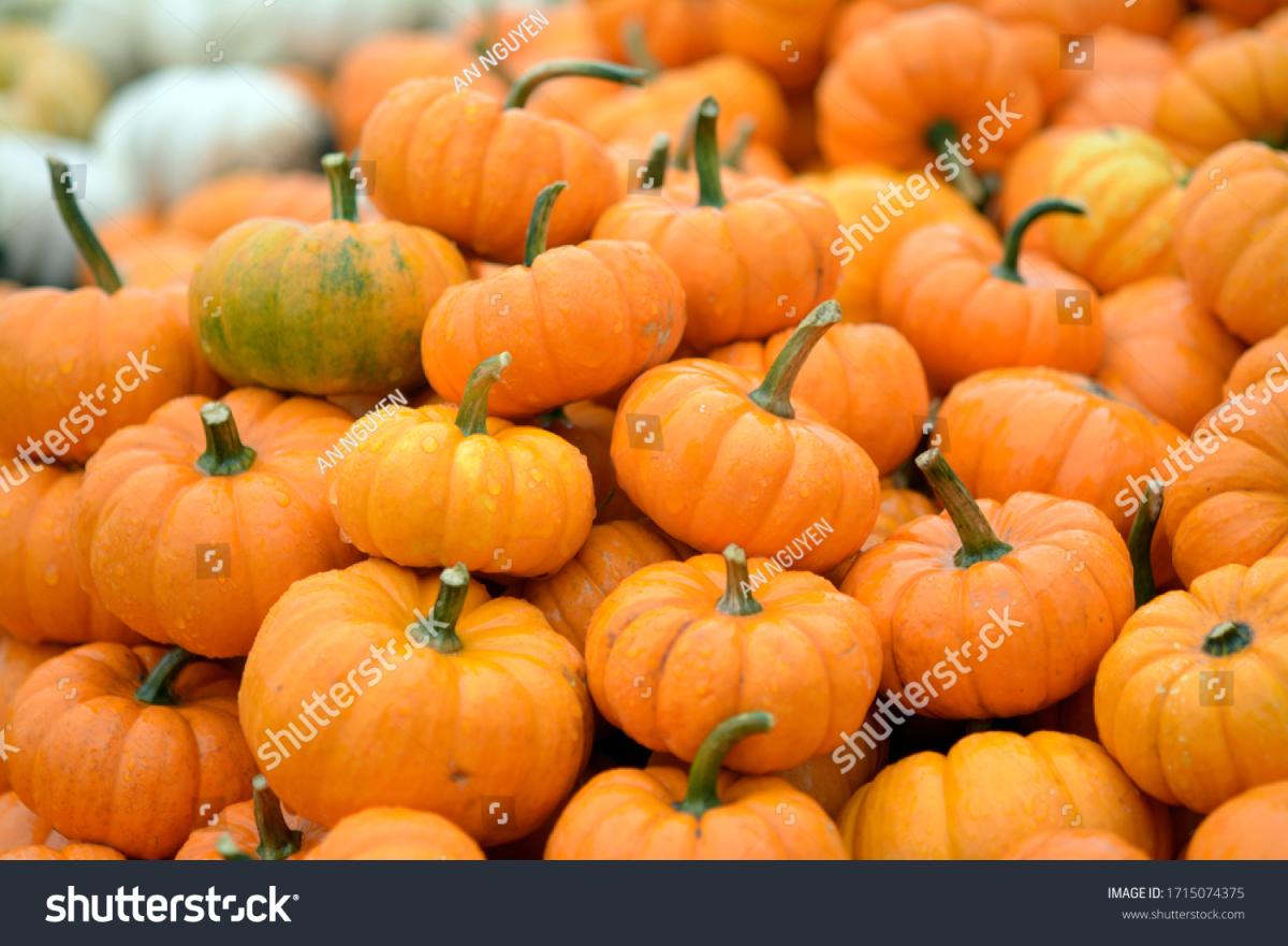 pumpkins