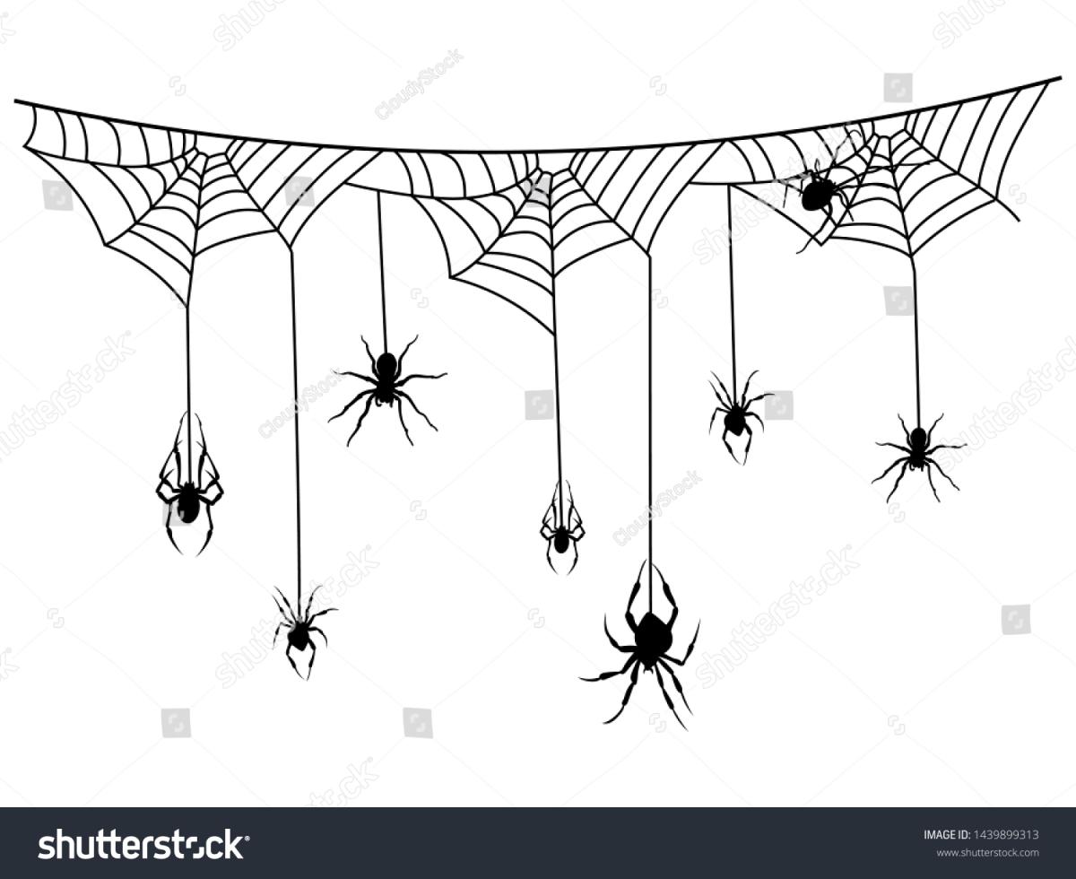 spider web