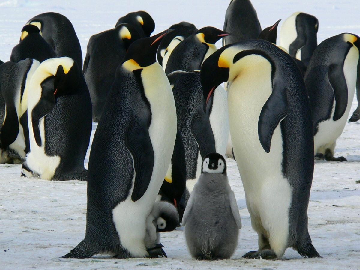 penguins