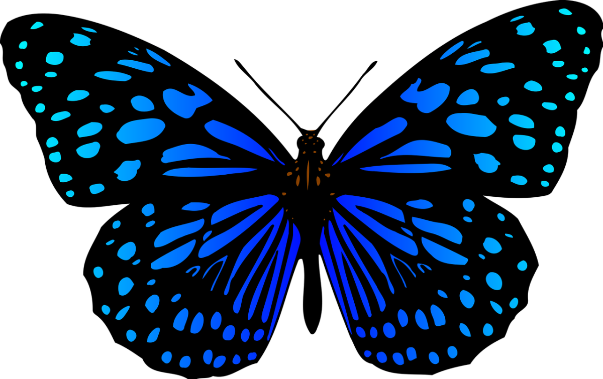 butterfly