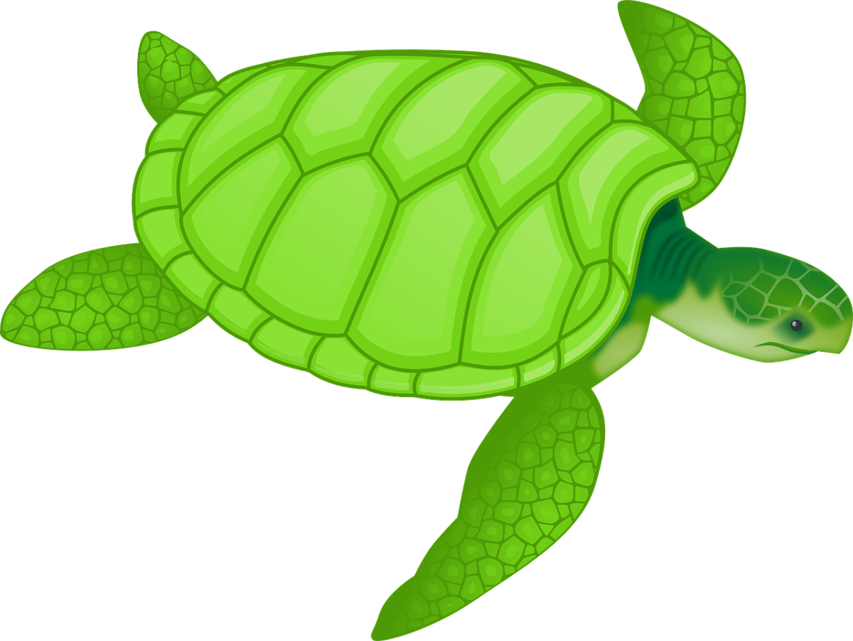 turtle