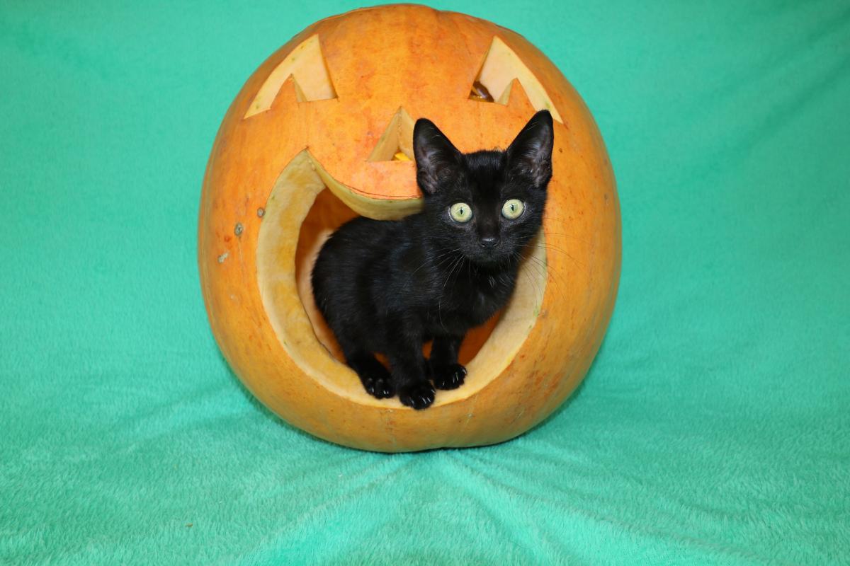 pumpkin cat